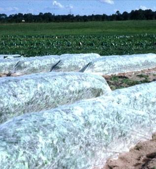 Floating Row covers Lightweight row covers will exclude pests but must be removed for pollination (if