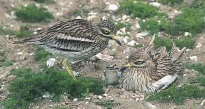 Landscape types an Stone curlew There are now