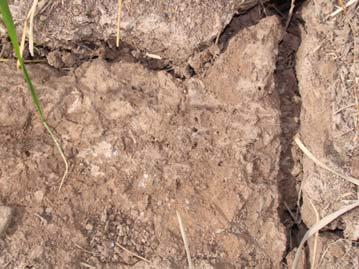 Soil Respiration Use of cover crops helps control erosion as well as improve: Soil tilth Increase