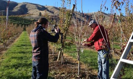 YouTube Videos WSU CAHNRS Channel; WSU Tree Fruit playlist Recorded and Being Edited: Pruning Bartlett Pears to Optimize Fruit Size and Quality