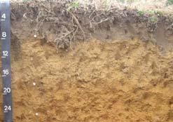 system Bedrock type/depth of system Soil
