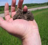 Soil Texture Field Determination Procedure Use feel method Large