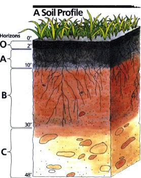 Typical Changes with Depth Typical Changes with Depth Topsoil