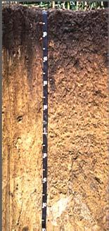 Formation Time & Climate Time of soil formation Varies by parent material