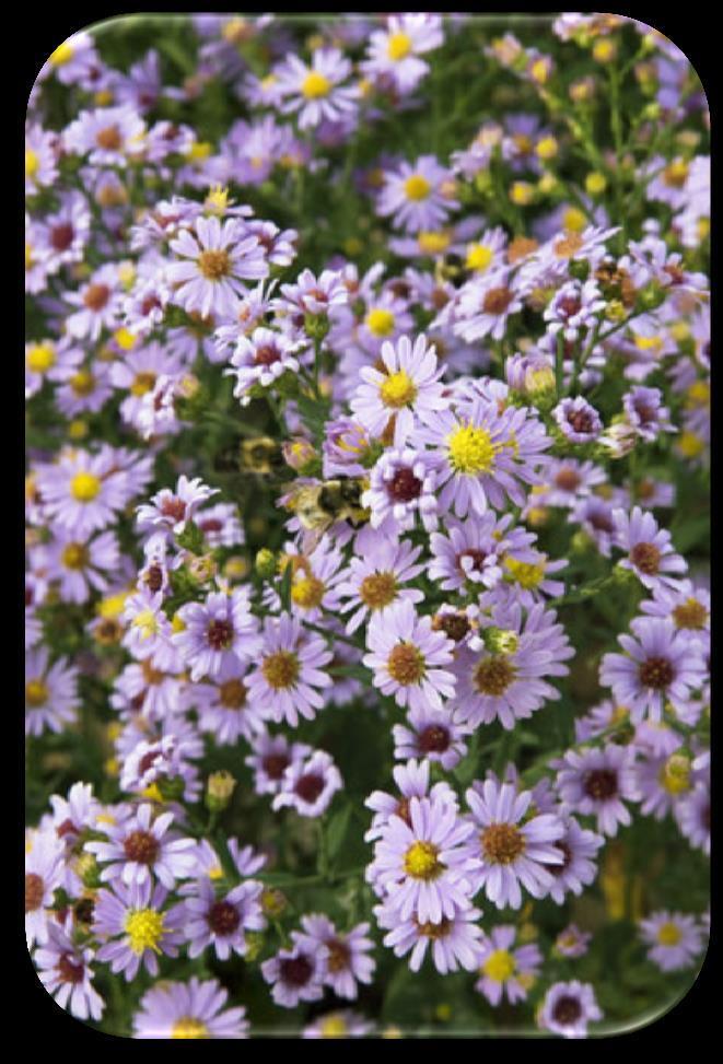 Creeping slowly by rhizomes to form small "bushes," Aster ericoides is one of the longest lived asters. Smooth Aster (Aster laevis) Benefits: Butterfly and moth nectar.