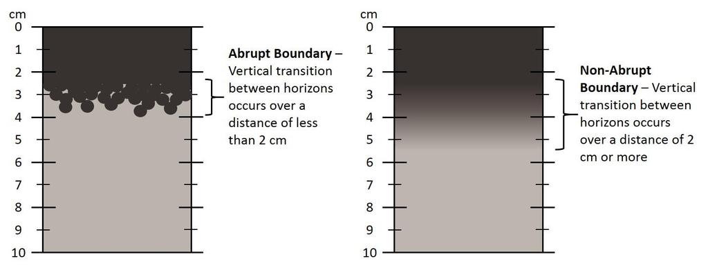 Reference Card S-2, Side A: Delineating Horizon Boundaries Distinguishing Soil Horizons Soil horizons are delineated based on differences in: Texture Color Structure and Consistence Redoximorphic