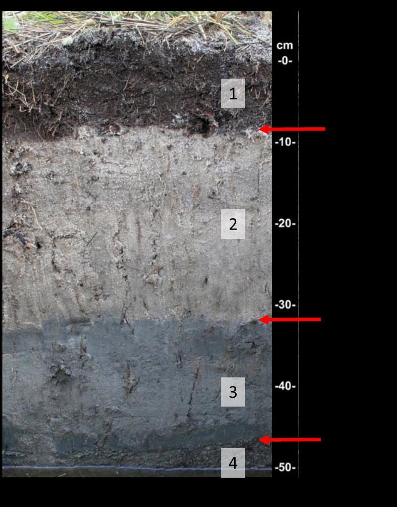 Number horizons in order from the top of the profile to the bottom (100 cm). Measure the depth from the soil surface to the lower boundary of each horizon.