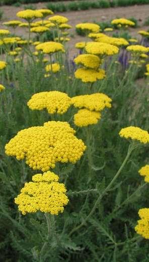 yellow Bloom Time: Summer Drought tolerant!