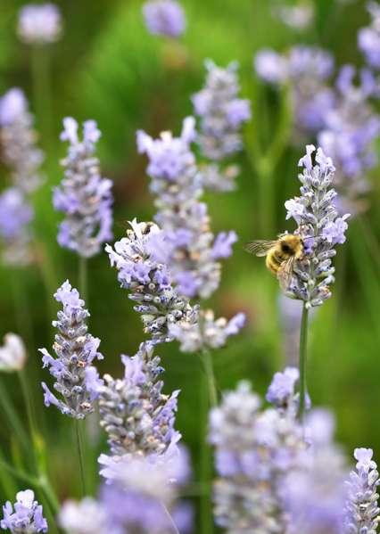 Provence Lavender Lavandula intermedia 'Provence' Perennial Summer Soil: Well drained, prefers sandy soil Bloom