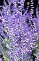 Purple Bloom Time: Summer Pungently scented