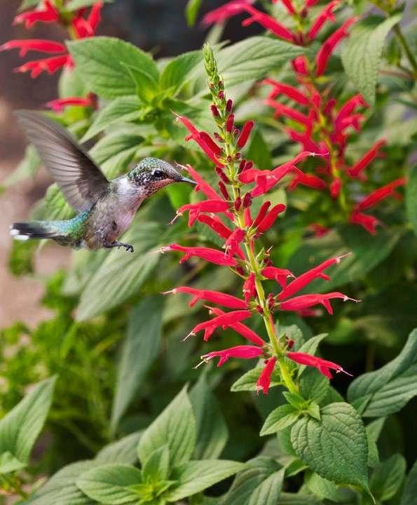 Pineapple Sage Salvia elegans Perennial Fall 3-4 2-3 Soil: Well drained Bloom Color: Red