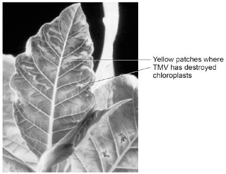 2 Tobacco mosaic virus (TMV) is a disease affecting plants. The diagram below shows a leaf infected with TMV.