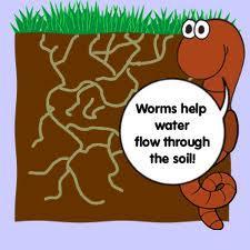 Organic Matter Decomposing OM (available to plants) Living Matter: Worms, bacteria, fungi, algae, etc Churn soil, improve soil structure