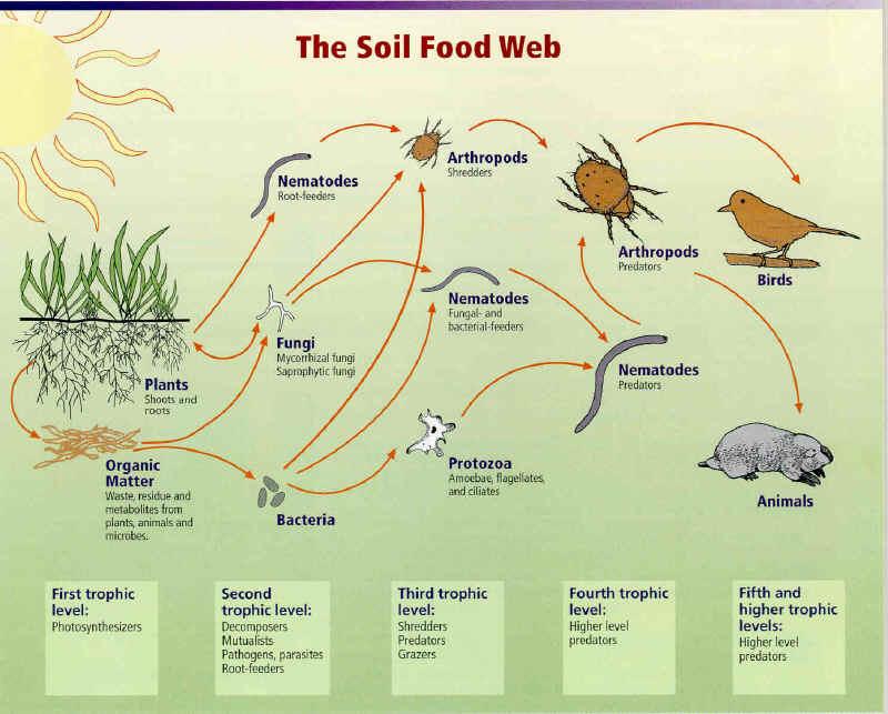 Soil Food Web Living OM Each micro organism has a very specific ecological niche in the soil They occupy different spaces and different time Each utilizes a particular source of material for energy
