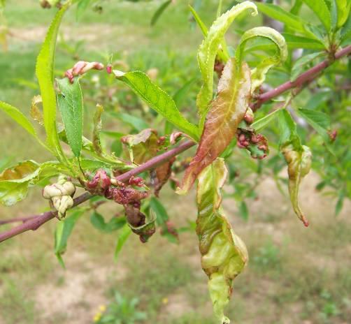 3. Know what conditions are necessary for each of these diseases to occur (infection) PEACH LEAF CURL Conditions for infection: -- budswell -- extended cool (45-60F), and wet Peach Leaf Curl Dormant