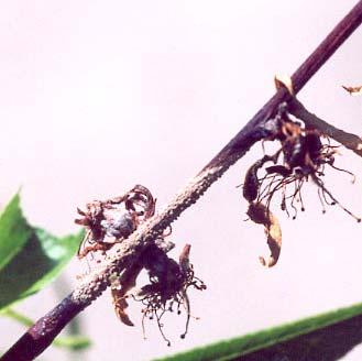 Infection of Fruit BROWN ROT As fruit ripens susceptibility rapidly increases.