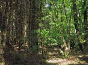 Pests and diseases The increasing number of pests and diseases attacking trees in the UK is having a real impact on our woodland and