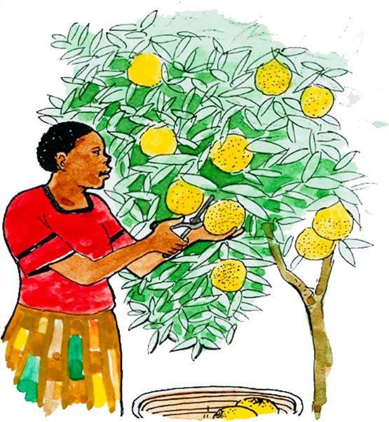 Postharvest handling of citrus 1. Ensure timely harvesting 2.