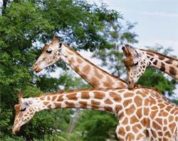 Those giraffes that stretched the most have offspring with slightly longer necks. 7.