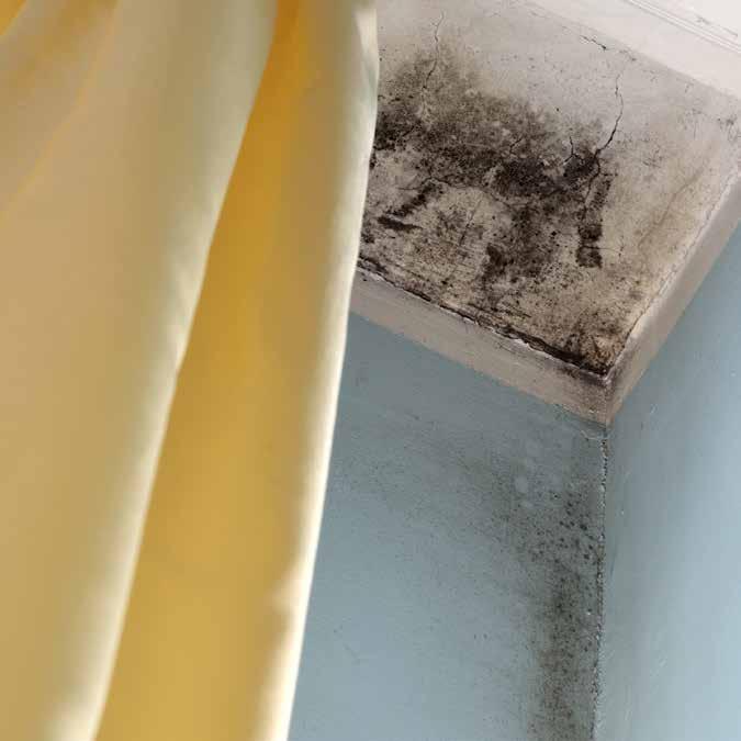 MOLD WHERE,WHY,WHAT TO DO.