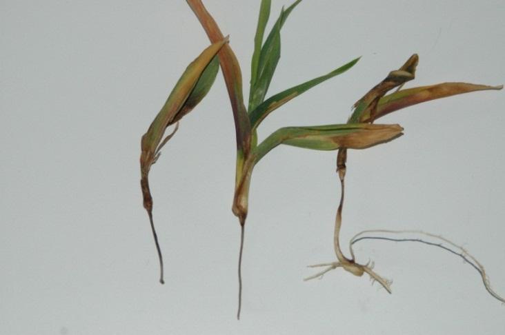 Minimize soil compaction and remove excess moisture through increased drainage. 2. For seed treatment options refer to 2013 North Dakota field crop fungicide guide. 3.