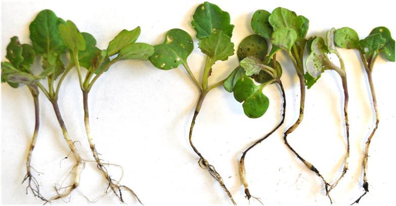 Canola: The common three wide host range primary pathogen types are involved in causing seed and root rots: Rhizoctonia,