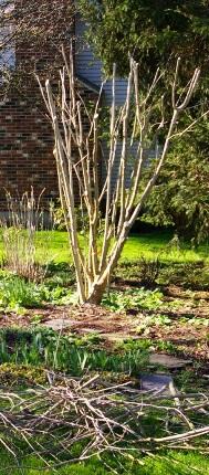 Upcoming Events Thursday, April 14 th 5:00-6:00 pm Wake up the Garden Join Nancy as she cuts back perennials, feeds the soil with our " Magic Formula", and prunes summer blooming shrubs.