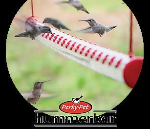 purple, blue, white, or coral. It's a great shade plant and quite deer resistant. Another way to be sure to get the hummingbirds' attention is to put out feeders.