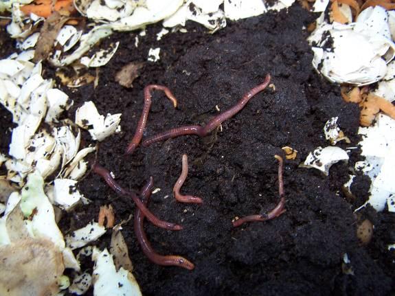 Worm castings should be mixed with soil at a ratio of 10 parts soil to one part worm castings because of its high nitrogen content.