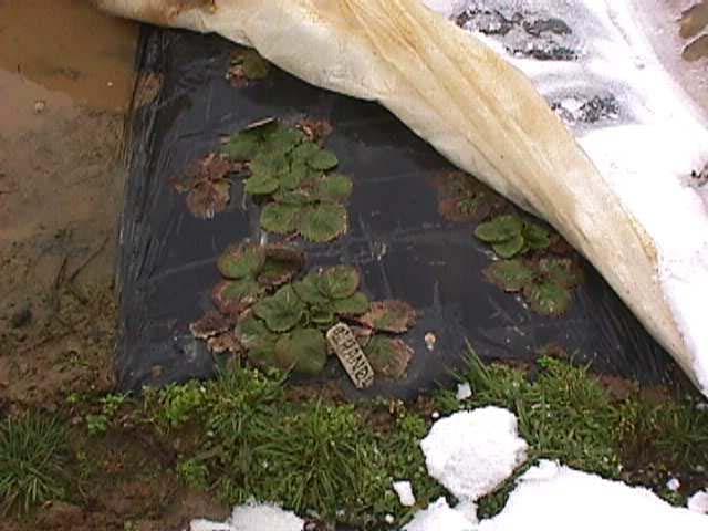 Why we need to cover strawberries Protect plants during winter Extreme cold temperatures