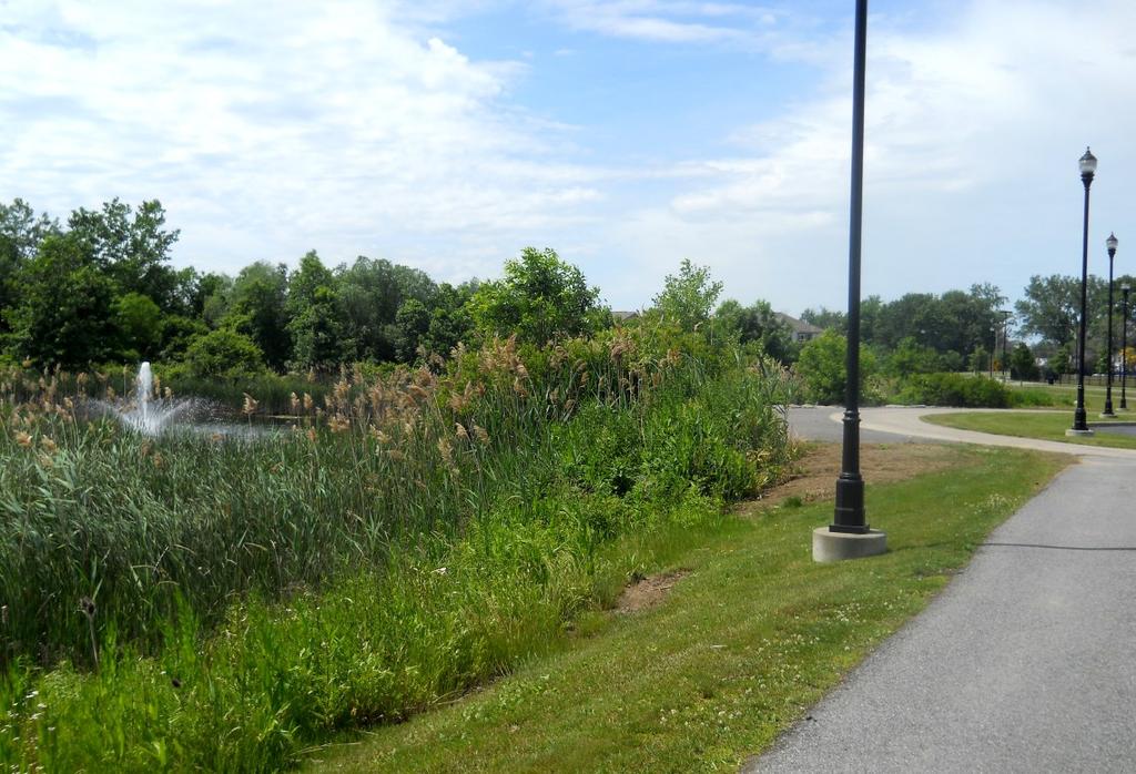 Stormwater pond (above) and wetland (below) Green Infrastructure Planning Design Guidelines Page 12 Sometimes the specific conditions of a site cannot fully accommodate green infrastructure for