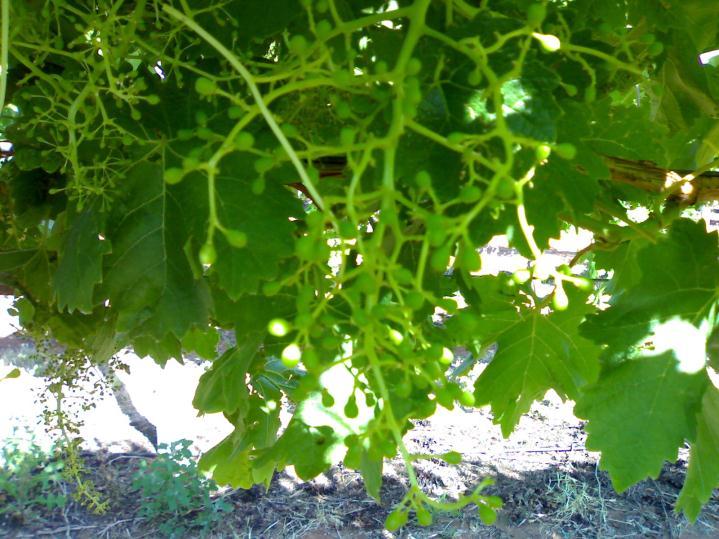 Crimson seedless Use of plastic covers: In some table grape areas plastic is positioned on vineyards at budburst Greater uniformity Increase average temperatures in the