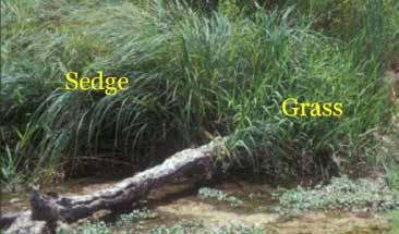 Revegetation Plan Log Habitat Structure Forb & grasses (linear) Tailor