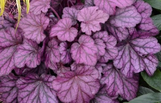 PRIMO Wild Rose Heuchera hybrid Landscape Info: Features & Benefits: USDA zone: 4-9 Forms a dense habit of large, bright rosy purple leaves with prominent deep charcoal gray veining.