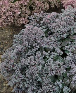 ROCK N GROW Superstar Sedum hybrid Landscape Info: Features & Benefits: USDA zone: 4-9 This colorful perennial produces large, double, raspberry pink flowers with razor thin white edges atop a