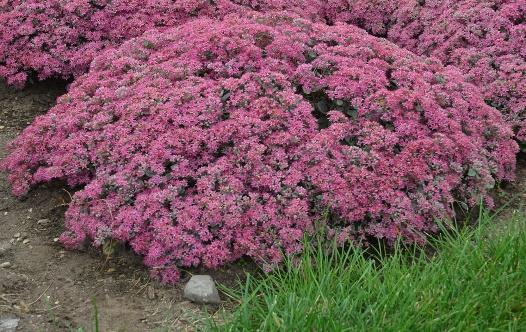 ROCK N GROW Popstar Sedum hybrid Landscape Info: Features & Benefits: USDA zone: 4-9 This colorful perennial produces large, double, raspberry pink flowers with razor thin white edges atop a