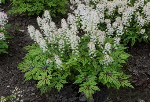 Cutting Edge Tiarella hybrid Landscape Info: Features & Benefits: USDA zone: 4-9 This colorful perennial produces large, double, raspberry pink flowers with razor thin white edges atop a polished,