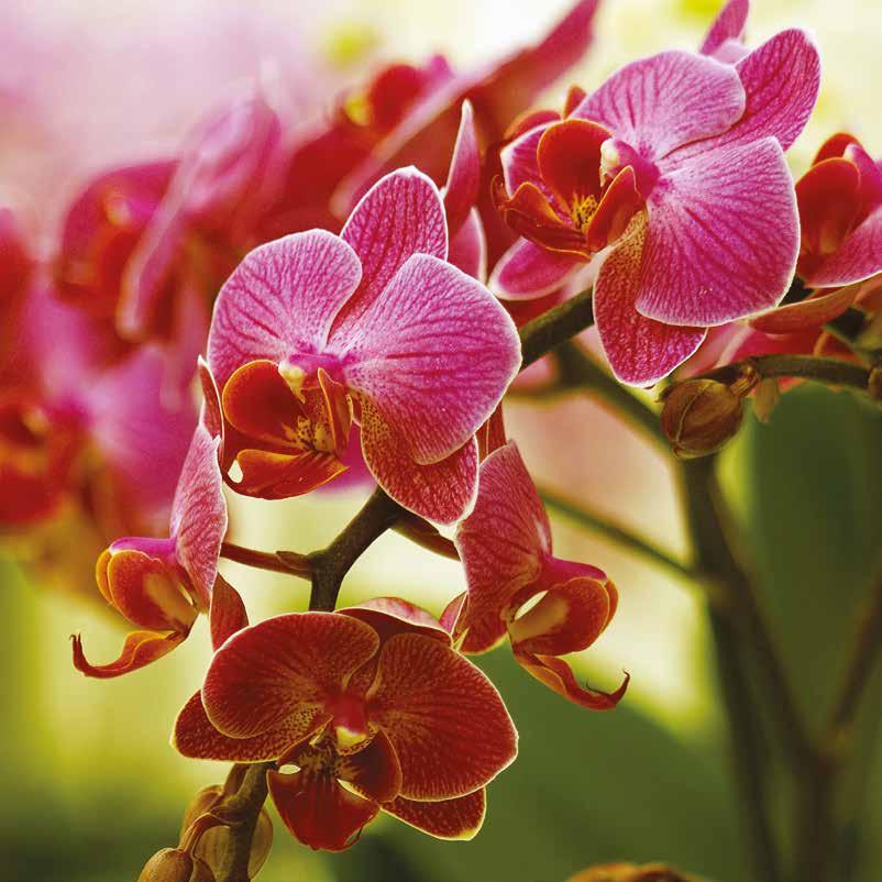 ORCHID NUTRITION Our orchid nutrition contains additional Sulphur which contributes to creating a strong and resilient plant.