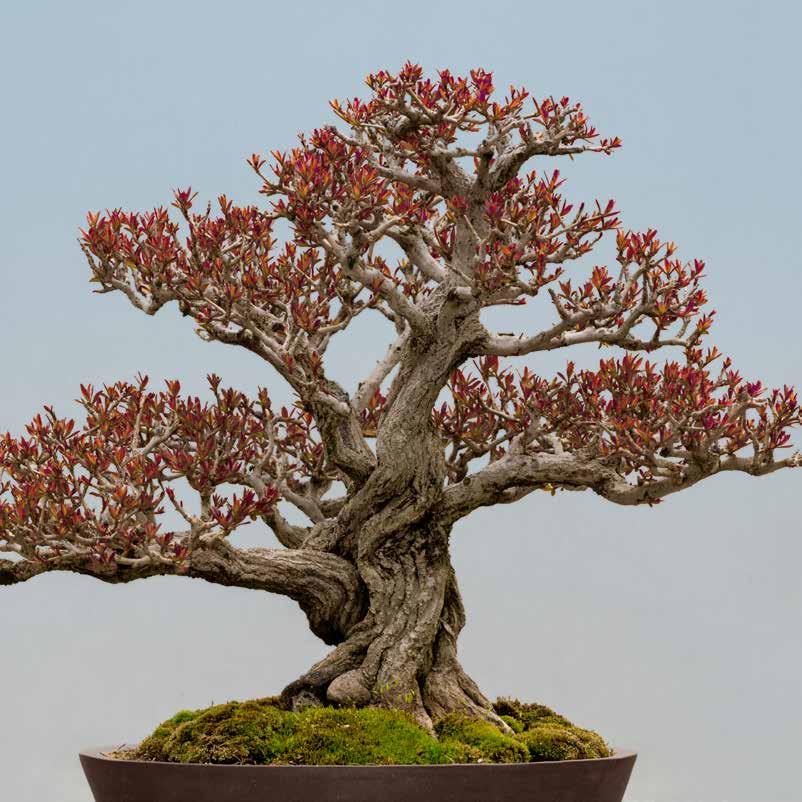 BONSAI-1 AUTUMN/WINTER Bonsai-1 Autumn/Winter The Bonsai-1 autumn winter nutrition contains essential ingredients and a rich mix of trace elements that provide additional reserves for the approaching