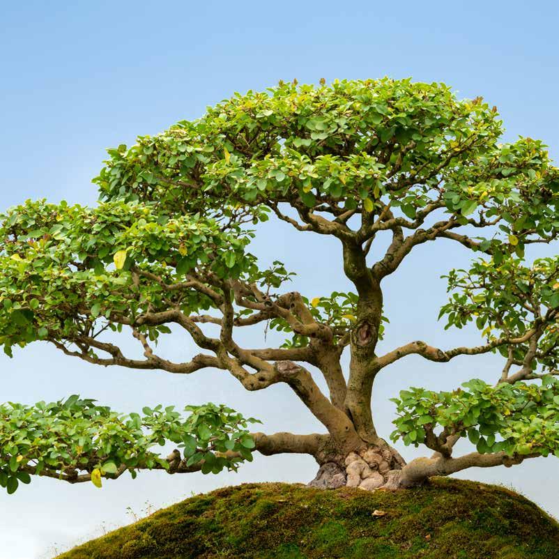 BONSAI-2 SPRING/SUMMER Iron provides an improved production of chlorophyll making the leaves of your bonsai looking fresh and healthy!