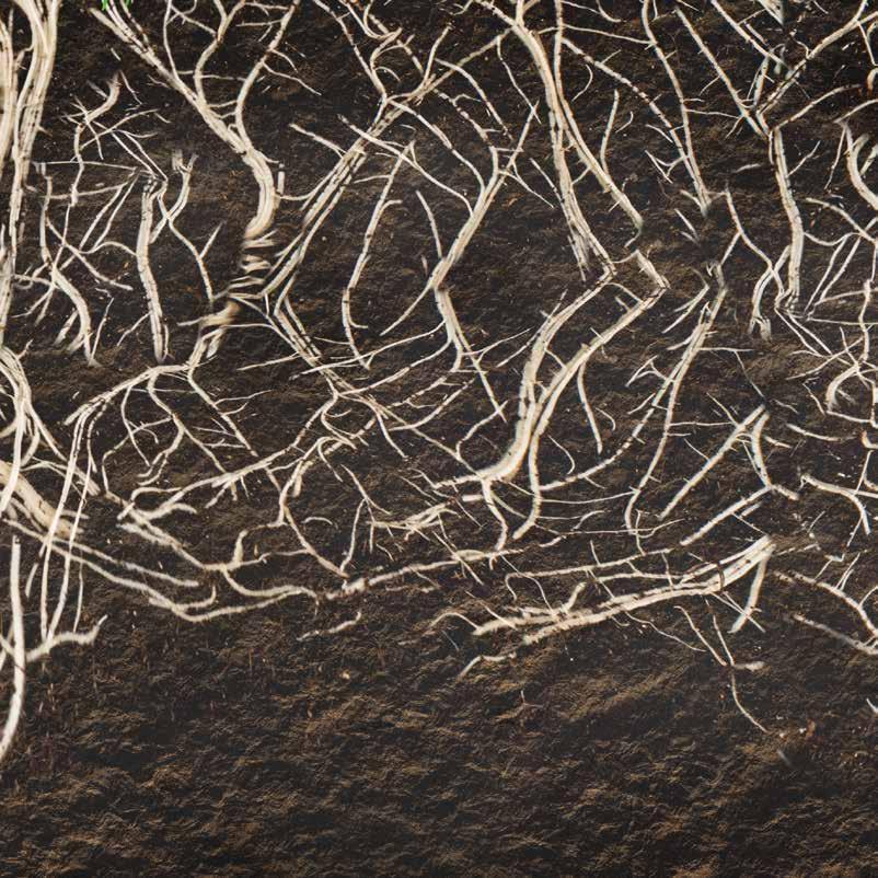 Adding extra phosphate is the way to ensure that root systems develop well! ROOT NUTRITION Root Nutrition This root nutrition is extremely suitable for cuttings and plants that are being repotted.