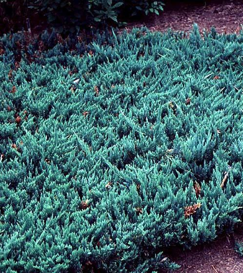 Blue Chip Juniper Juniperus