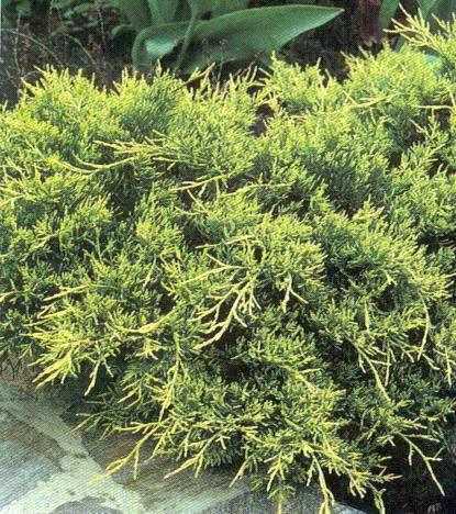 (6 ) Gold Coast Juniper Juniperus
