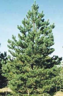 Wichita Blue Juniper Juniperus