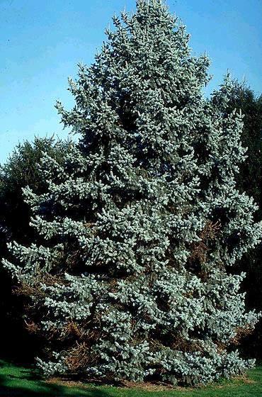 Colorado Blue Spruce Picea