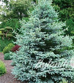 Sester s Dwarf Blue Spruce Picea