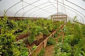 Introduction Greenhouses are gaining in popularity as the prepper movement steamrolls on and more people realize the importance of growing their own food.
