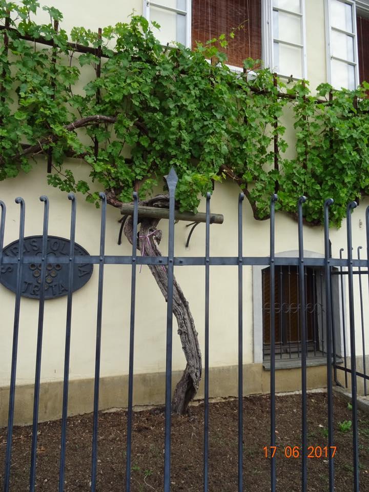 After the Botanic Garden we travelled into the city of Maribor to the site of the oldest Grape vine.