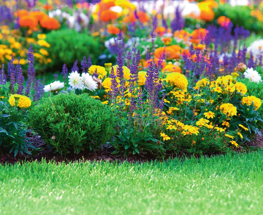 Garden Colour Autumn Annuals available for Autumn planting provide vibrant colour