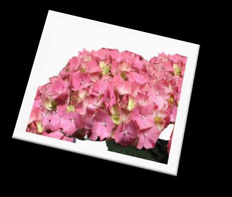 Potted Signature Selections Our passion: We are one of the largest growers of hydrangea canes in North America, giving us the ability to